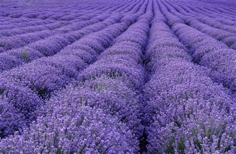 Premium Photo | Exciting landscape of blooming lavender rows like carpet