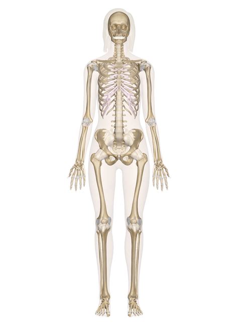 GCSE PE - Skeletal System | 155 plays | Quizizz