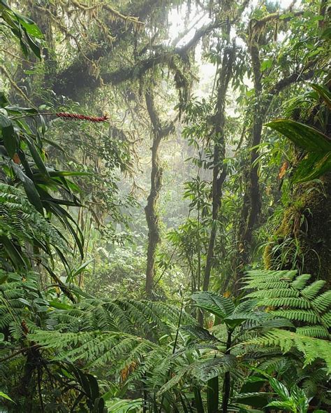 Rainforest in Monteverde Costa Rica [1440x1793] (OC) | Nature ...