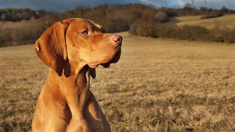 Hunting Dog Breeds - The Best Dogs For Sporting Owners