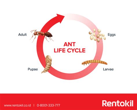 Carpenter Ants Life Cycle Timeline - Picture Of Carpenter