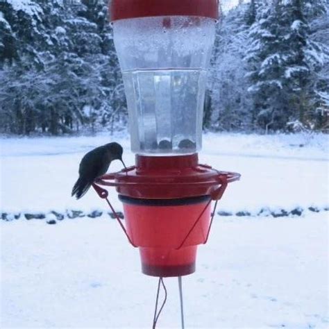 The Best Heated Hummingbird Feeder -For Every Price Point – Cchit.org