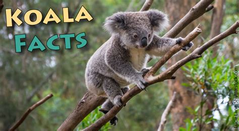 Koala Facts For Kids: Information, Pictures, Video & More