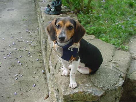 Doxle (Beagle X Dachshund Mix) Info, Temperament, Puppies, Pictures