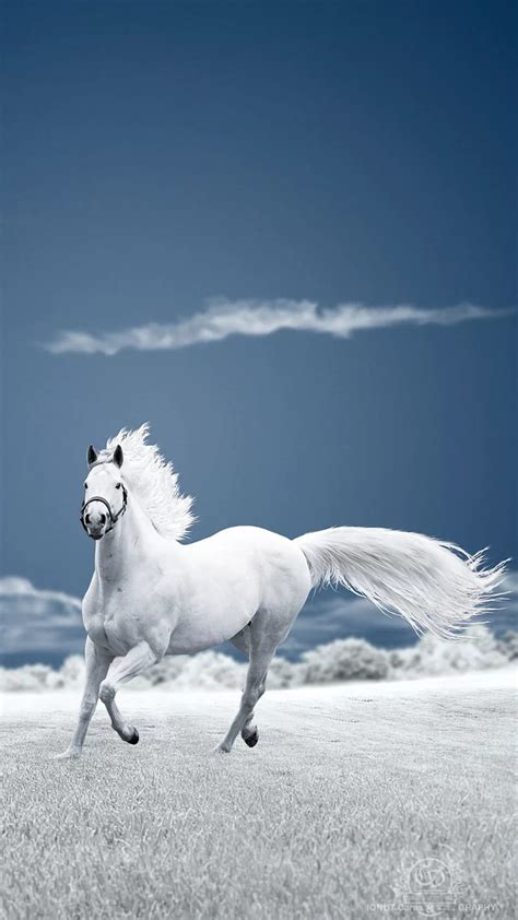 White horse, animal horses, running, HD phone wallpaper | Peakpx