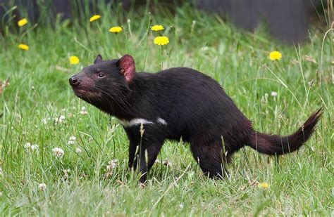 Sarcophilus harrisii - Wikipedia, la enciclopedia libre