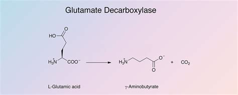 Glutamate Decarboxylase - Worthington Enzyme Manual | Worthington ...