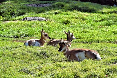 Three Pronghorns at Zoo in Winnipeg, Canada - Encircle Photos