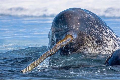 Narwhals, Unicorns of the Sea: When Myth Meets Reality - Articles by ...