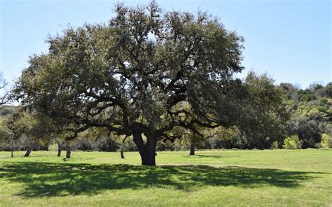 How To Plant A Live Oak Tree In Texas - The Urban Foresters