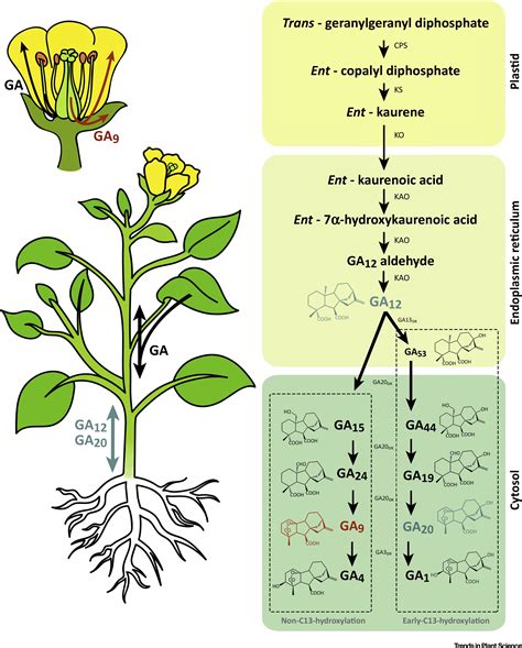 Gibberellins Stem Elongation