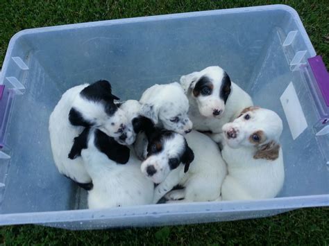 English Setter Puppies For Sale | Morrice, MI #212457