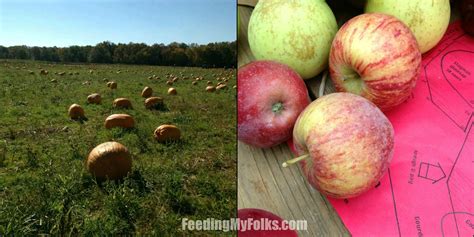 Apple & Pumpkin Picking 2013 | Feeding My Folks