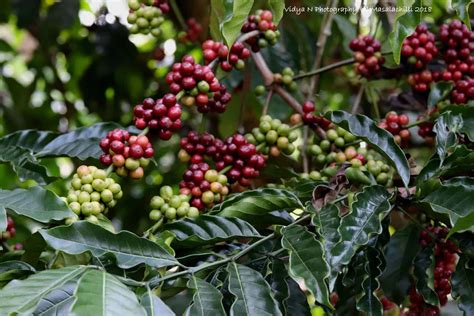 Coffee Plantation Tour at Coorg – Masalachilli