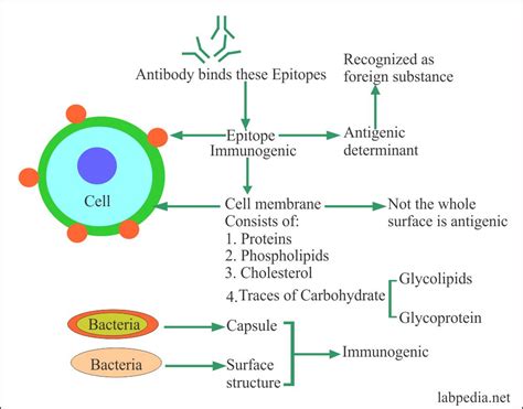 Antigen Structure And Function