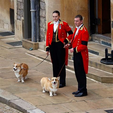 Queen Elizabeth II's beloved corgis await her coffin at Windsor Castle ...