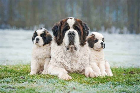 Are St Bernards Mastiffs