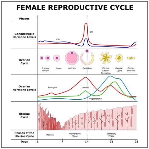 What Are The Phases Of The Menstrual Cycle? » ScienceABC