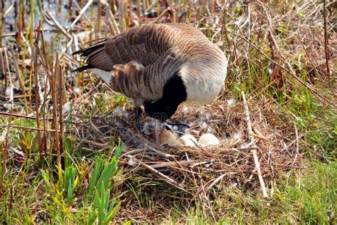 Canada Goose Nest and Eggs is a Large Wild Goose Species Stock Photo ...