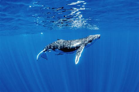 Humpback Whales Underwater