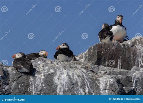 Puffins on a Cliff in the Farne Islands Stock Photo - Image of spring ...