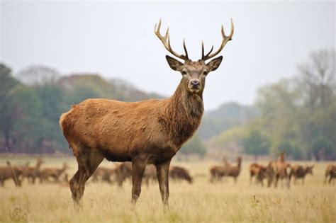 Red Deer: The National Animal of Ireland