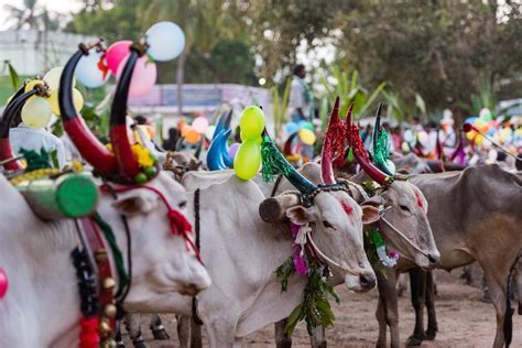 13 Photos that Show How Pongal is Celebrated in Tamil Nadu | Pongal ...