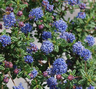 Suncrest Nurseries, Inc.: California Natives