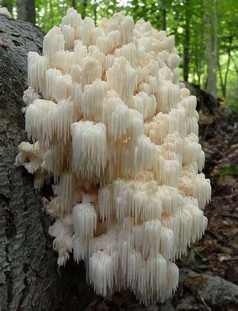 Lion's Mane mushrooms : r/mycology