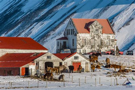 The Icelandic Horse | What Makes it Unique? | All About Iceland