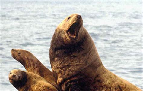 Sea lion bites fisherman, attempts to drag him overboard