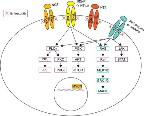 Mechanism of entrectinib in NB. | Download Scientific Diagram