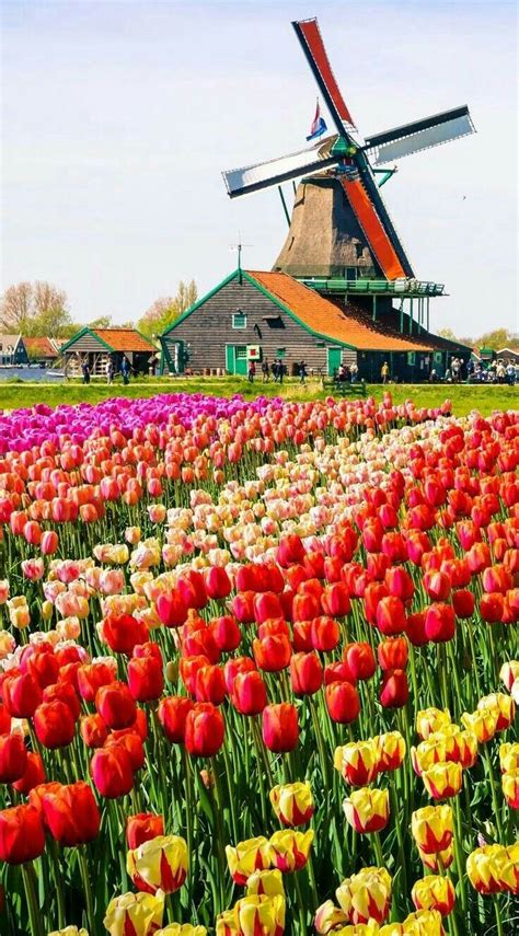 Holanda..!! Tulipán. | Paisajes de holanda, Hermosos paisajes, Lugares ...