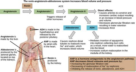 Angiotensin, renin angiotensin aldosterone system & angiotensin 2 function