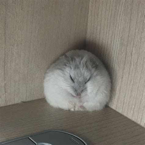 These Photos Of Adorable Hamsters Sleeping Are Such A Mood