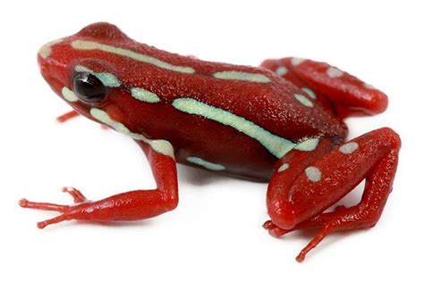 phantasmal Poison Frog (Epipedobates anthonyi) | Poison frog, Poison ...