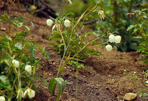 Calochortus albus Calflora