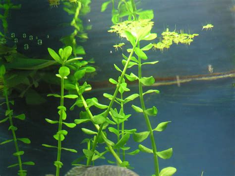 LIVE AQUARIUM PLANTS Bacopa caroliniana Bunch 3-5 Stems | Etsy