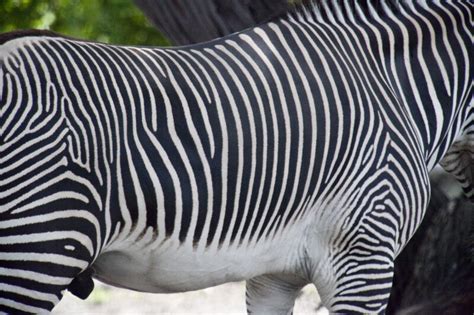 Zebra Stripes | ClipPix ETC: Educational Photos for Students and Teachers