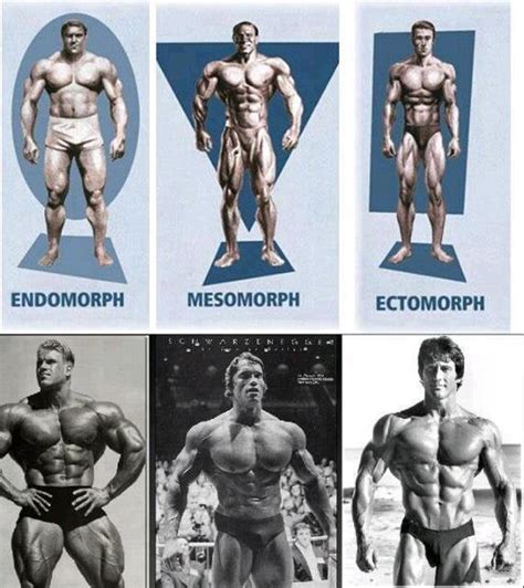 Endomorph vs. Mesomorph vs. Ectomorph : r/bodybuilding