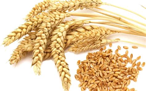 The meaning and symbolism of the word - «Wheat»