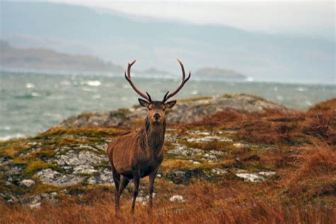 Other wildlife | Outer hebrides, Scotland, Wildlife