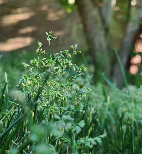 How to Care for Kentucky Bluegrass | Stewart's Lawn