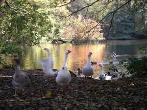 Shakedown at Allestree Lake © mike smith cc-by-sa/2.0 :: Geograph ...