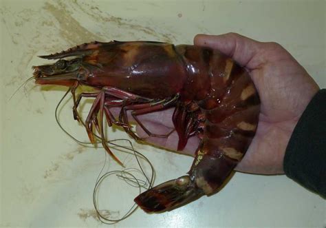 Giant shrimp invaders threaten Gulf ecosystem