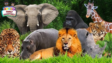 Safari Animals Names