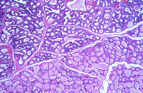 Mammary Gland Histology