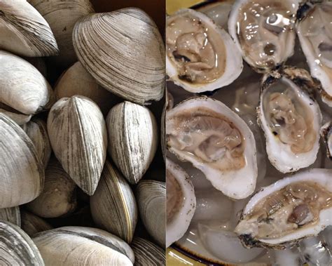 Clams vs Oyster: Differences and Similarities - Ocean Info