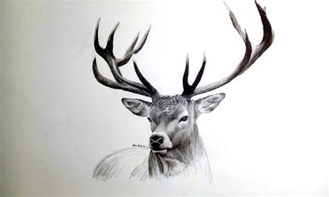 charcoal drawing of a deer by AlexMiK on DeviantArt