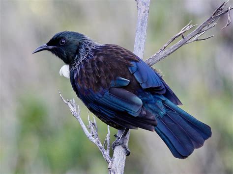 Tui - New Zealand Bird Atlas